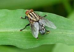 Sarcophaga aurifrons