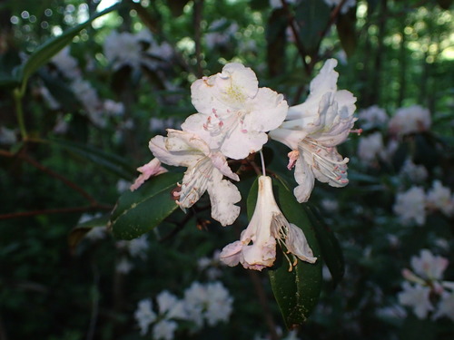 Image of Rhododendron minus by (c) George Williams, some rights reserved (CC BY)