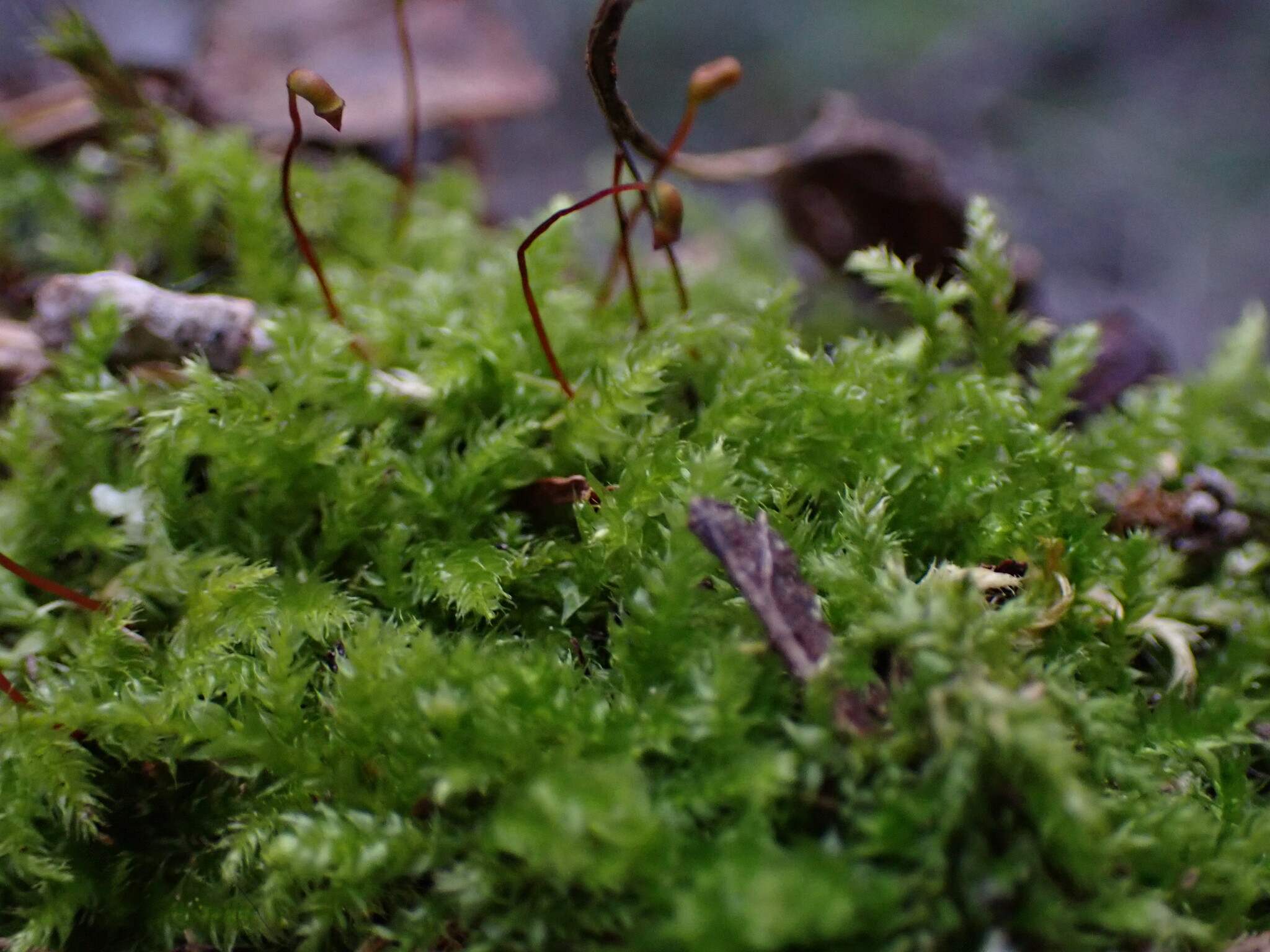 Brachythecium acutum