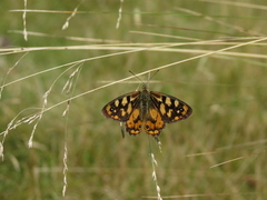 Heteronympha penelope