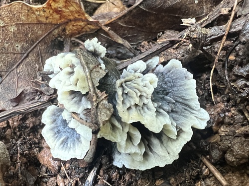Thelephora atrocitrina