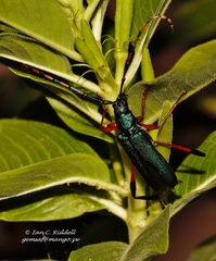 Litopus latipes dispar