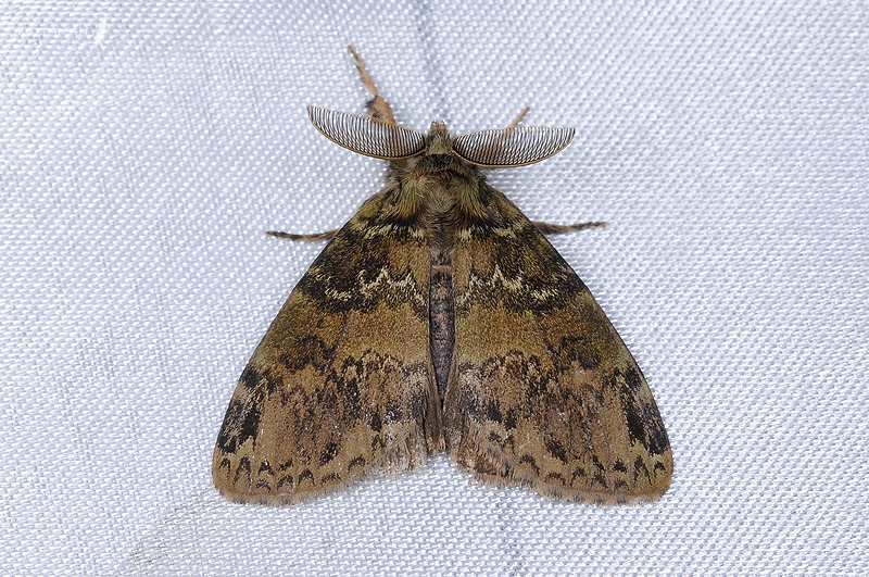 Ilema olivacea