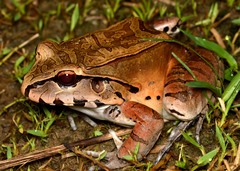 Leptodactylus pentadactylus