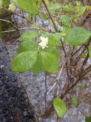Lonicera fragrantissima
