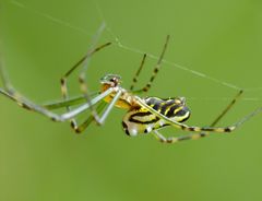 Leucauge granulata