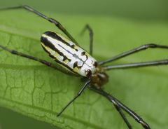 Leucauge granulata