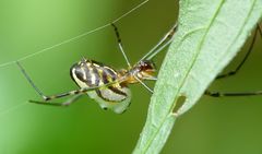 Leucauge granulata