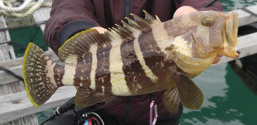 Banded grouper (Epinephelus awoara) — Serranidae — 2