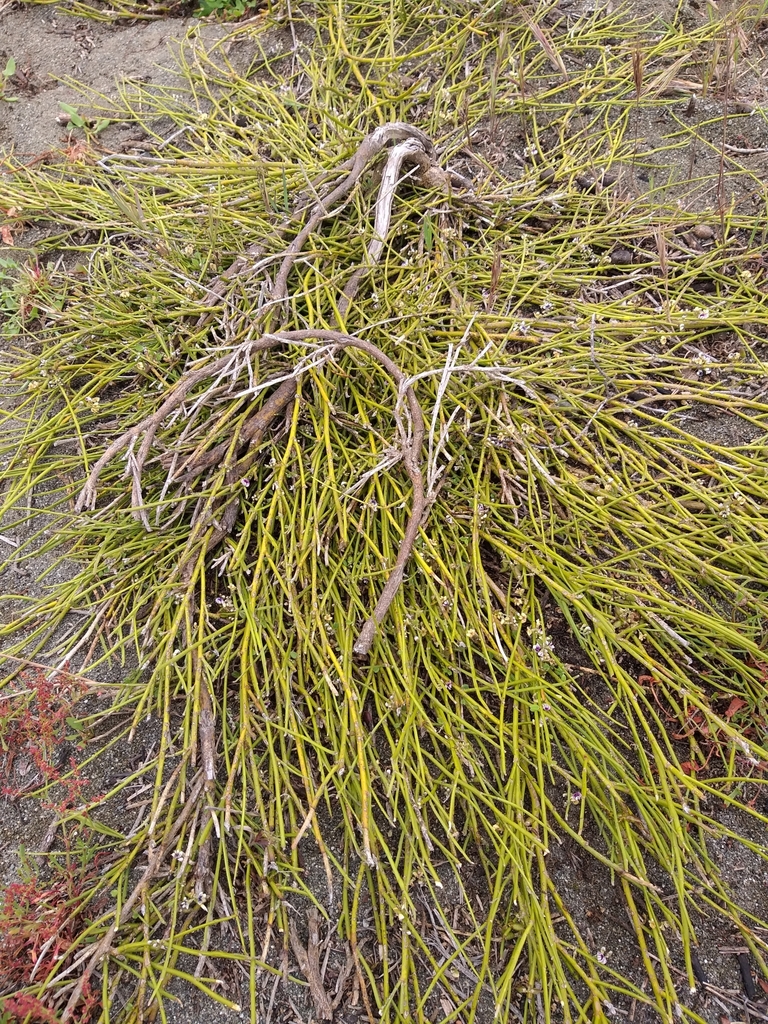 Prostrate Broom