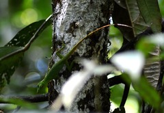 Anolis punctatus