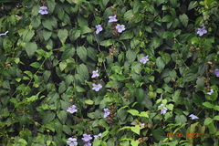 Thunbergia laurifolia image