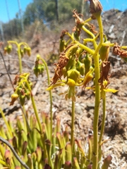 Cotyledon campanulata