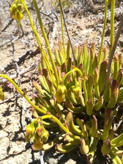 Cotyledon campanulata