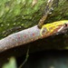 Bridled Forest Gecko - Photo (c) Robby Deans, some rights reserved (CC BY-NC)