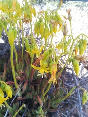 Cotyledon campanulata