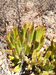 Cotyledon campanulata