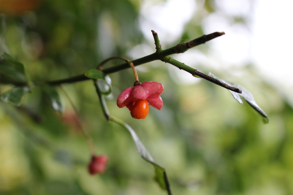 Euonymus europaeus