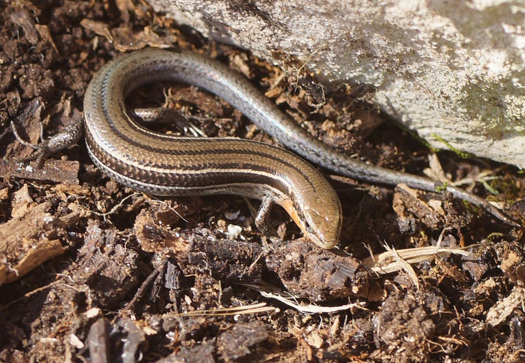 Eastern Three-lined Skink