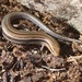 Eastern Three-lined Skink - Photo (c) Reiner Richter, some rights reserved (CC BY-NC-SA), uploaded by Reiner Richter