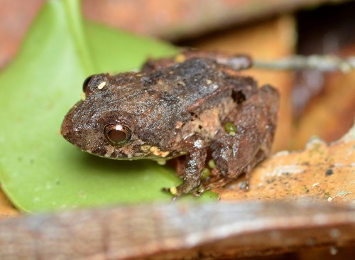 Niceforonia nigrovittata