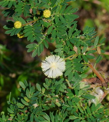 Acacia mitchellii
