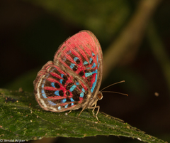 Paralaxita orphna