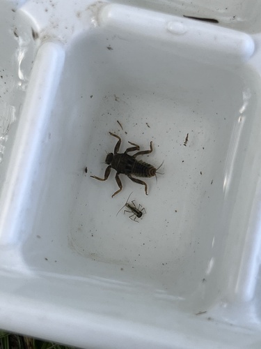 iNaturalist observation photo of Insects