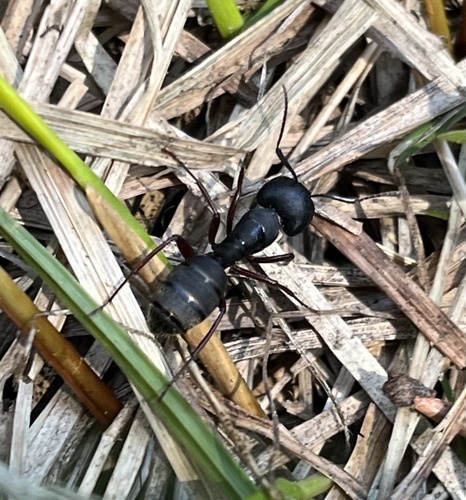 iNaturalist observation photo of Western Black Carpenter Ant