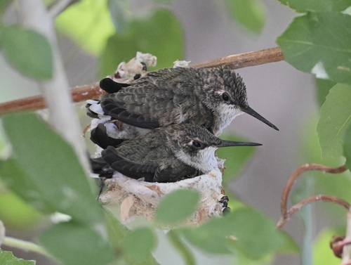 Black-chinned Hummingbird photographed in Nevada