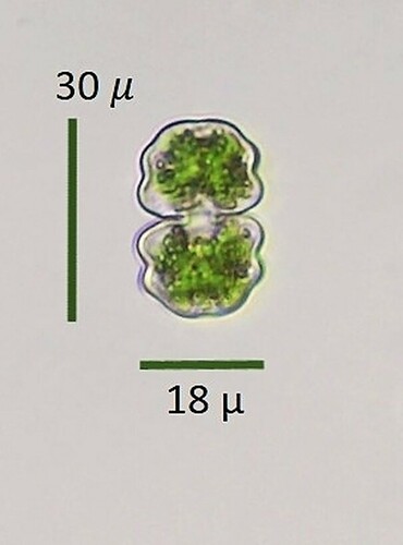 Cosmarium difficile