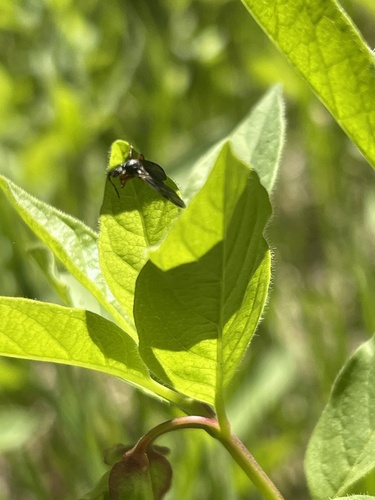 iNaturalist observation photo of Insects
