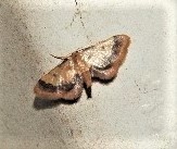 Idaea trypheropa