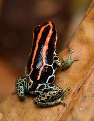 Amazon Dart Frog photo 2