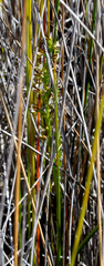 Prasophyllum hectorii