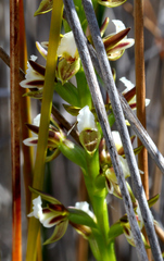 Prasophyllum hectorii