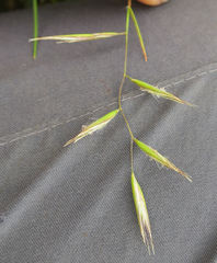 Rytidosperma buchananii