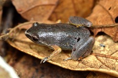 Bassler's Humming Frog photo 4