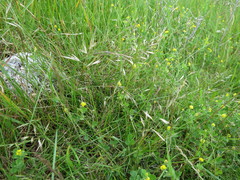 Rytidosperma buchananii