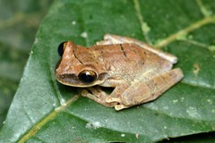 Osteocephalus yasuni