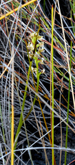 Prasophyllum hectorii