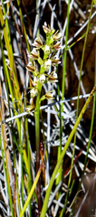 Prasophyllum hectorii