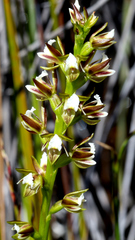 Prasophyllum hectorii