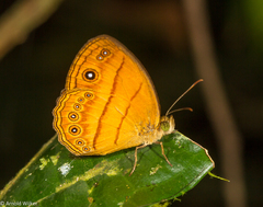 Mycalesis patiana