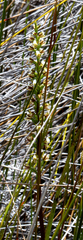 Prasophyllum hectorii