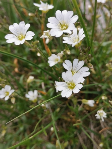 Image of Cerastium strictum by (c) Ljaž, some rights reserved (CC BY)