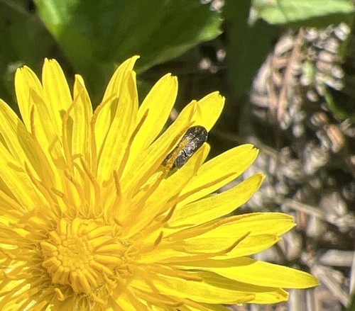 iNaturalist observation photo of Beetles