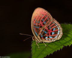Paralaxita orphna
