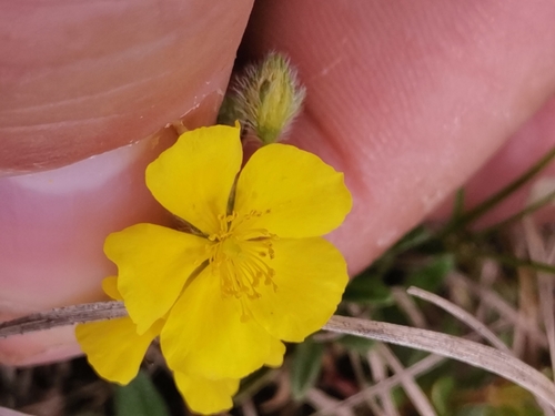Image of Helianthemum alpestre by (c) Ljaž, some rights reserved (CC BY)