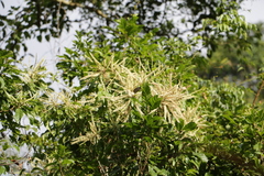 Lithocarpus corneus